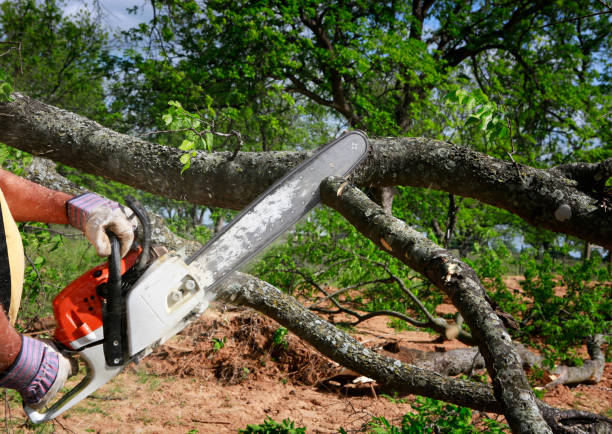 How Our Tree Care Process Works  in  Saratoga Springs, NY